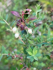 Vaccinium myrsinites