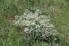 Crambe steveniana