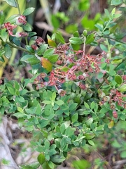 Vaccinium myrsinites