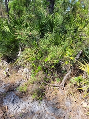 Vaccinium myrsinites