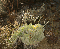 Eriogonum rupinum