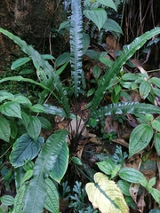 Athyriaceae
