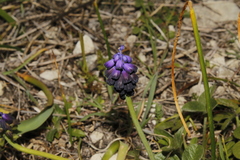 Muscari commutatum