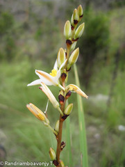 Aristea madagascariensis