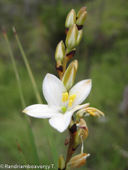 Aristea madagascariensis