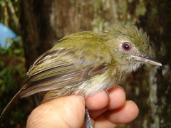 Hemitriccus flammulatus