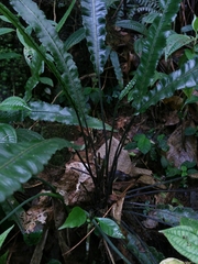 Athyriaceae