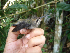 Phaethornis hispidus