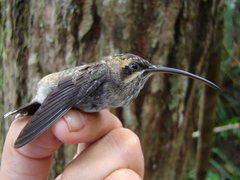 Phaethornis hispidus