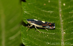 Diedrocephala variegata