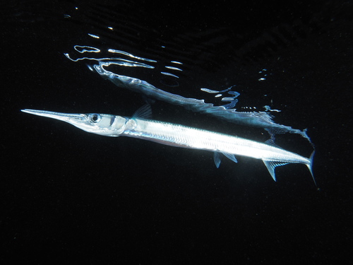 photo of Needlefishes (Belonidae)