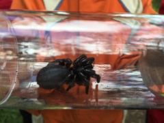 Hadronyche venenata