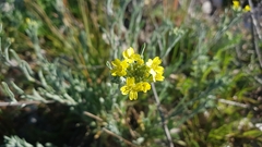 Aurinia sinuata