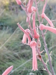 Aloe transvaalensis