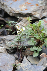 Cardamine bipinnata