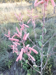 Aloe transvaalensis