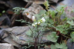Cardamine bipinnata