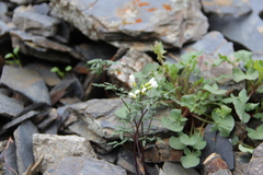 Cardamine bipinnata