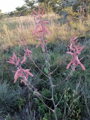 Aloe transvaalensis