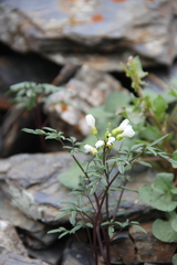 Cardamine bipinnata