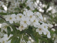 Pyrus syriaca