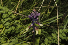 Bellevalia trifoliata