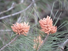 Pinus halepensis