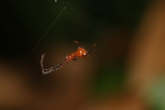 Argyrodes miniaceus