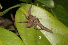 Heteropoda pingtungensis