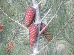 Pinus halepensis