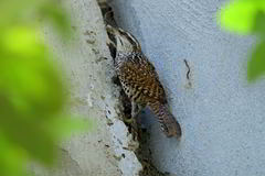 Campylorhynchus jocosus