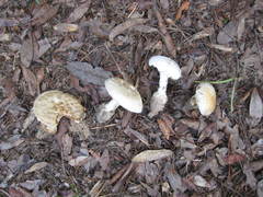 Amanita rhopalopus