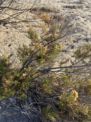 Xylothamia diffusa