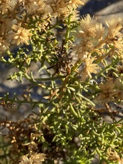 Xylothamia diffusa