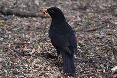 Turdus merula