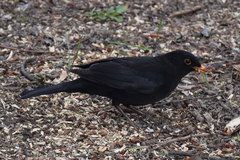 Turdus merula