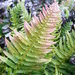 Prickly Rasp Fern - Photo (c) 2010 Zoya Akulova, some rights reserved (CC BY-NC)