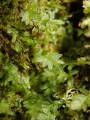 Mnium stellare