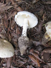 Amanita rhopalopus