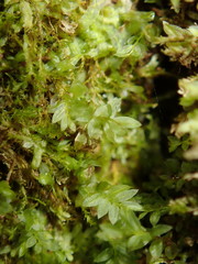 Mnium stellare