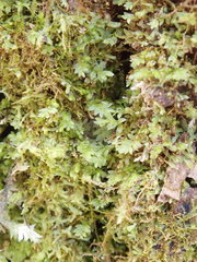 Mnium stellare