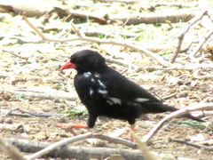 Bubalornis niger niger