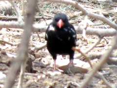 Bubalornis niger niger