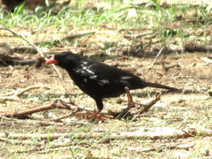 Bubalornis niger niger
