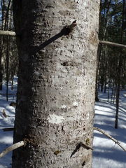 Abies balsamea image