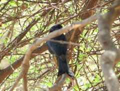 Dicrurus adsimilis fugax