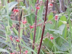 Scrophularia rubricaulis