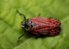 Mahanarva rubripennis
