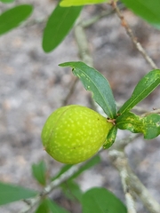 Amphibolips quercuscinerea