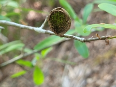 Amphibolips quercuscinerea
